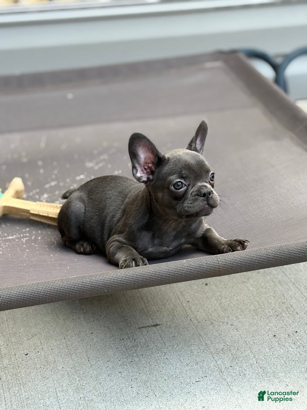 French Bulldog dogs for sale: Regina - Image 4
