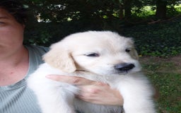 Golden Retriever dogs for sale: Peter - Image 21