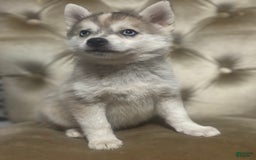 Pomsky dogs for sale: Kanan - Image 3