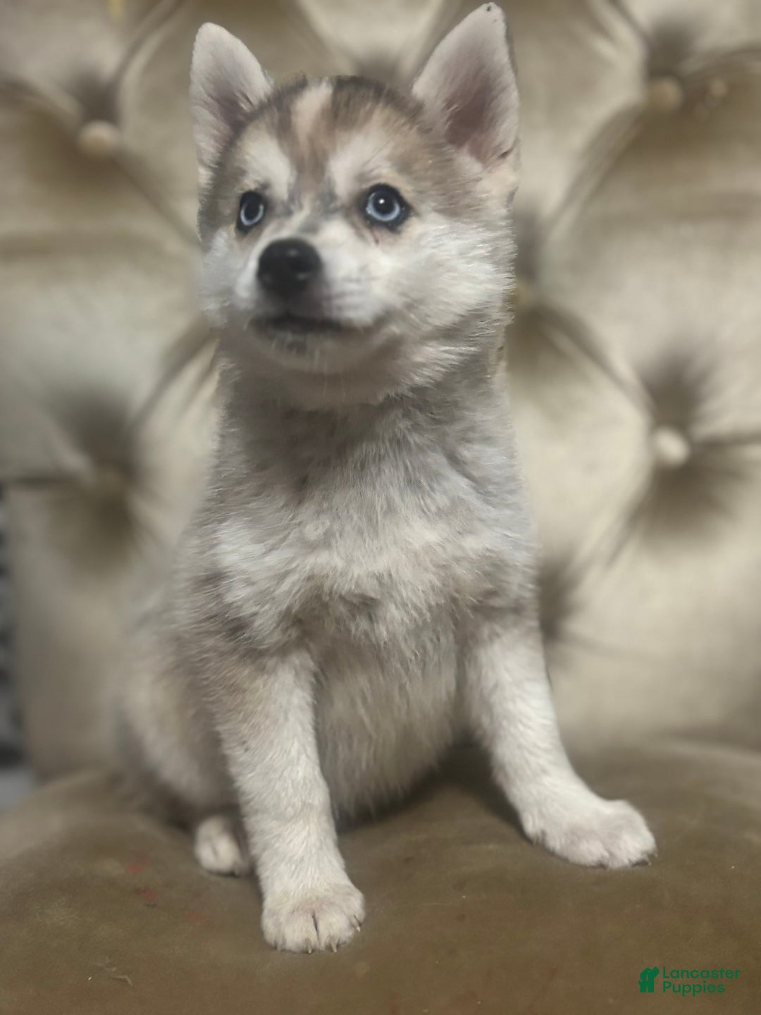 Pomsky dogs for sale: Kanan - Image 3