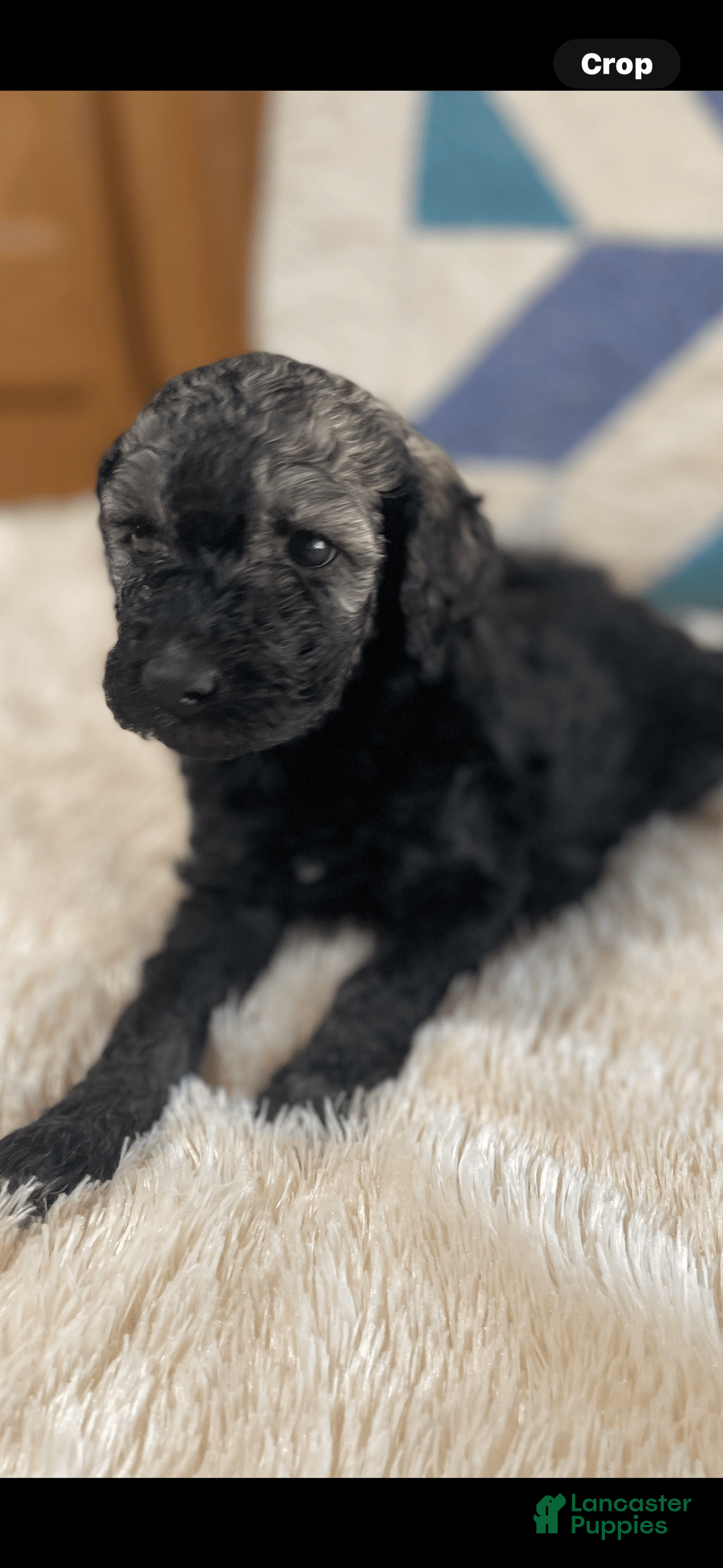 Standard Poodle dogs for sale: Pinta - Image 5