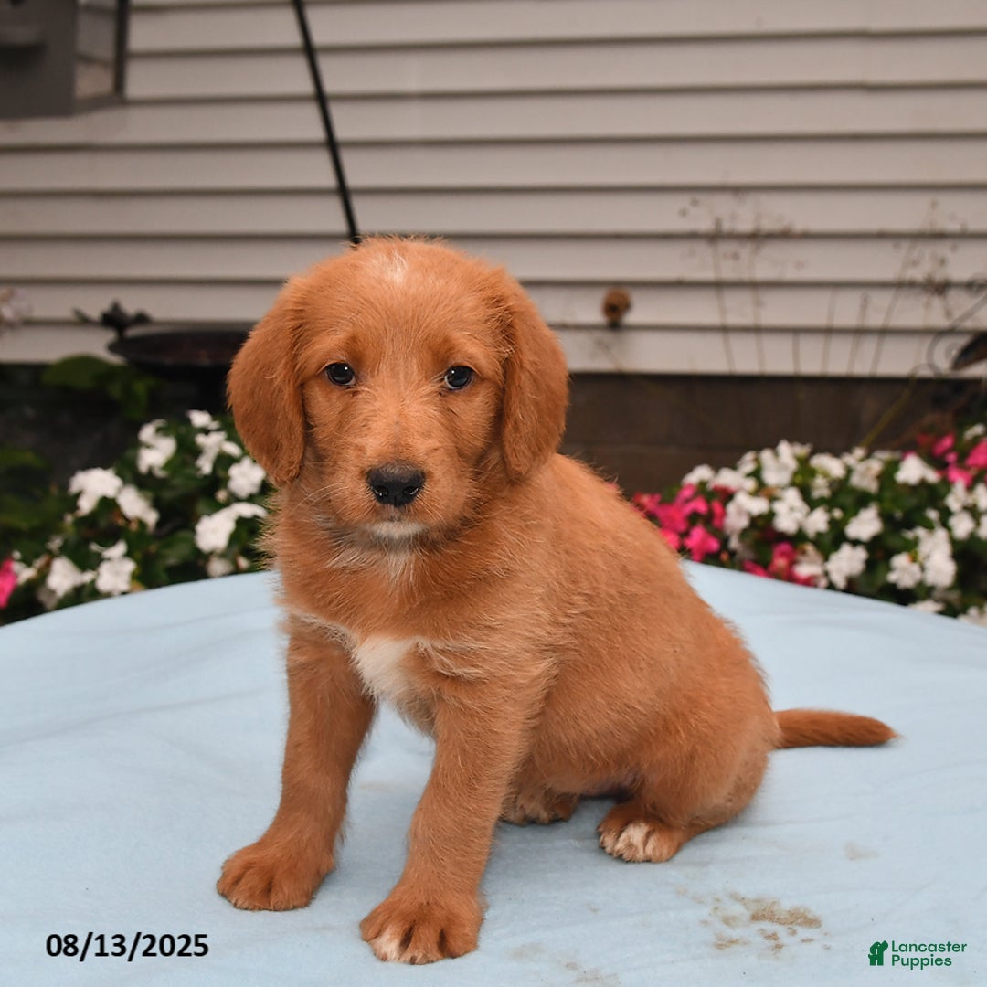 Goldador dogs for sale: Sandy - Image 3