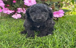 Standard Poodle dogs for sale: Royce - Image 2