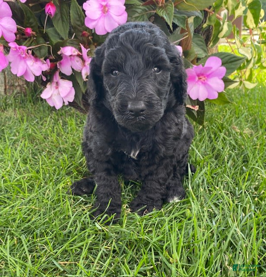 Standard Poodle dogs for sale: Royce - Image 2