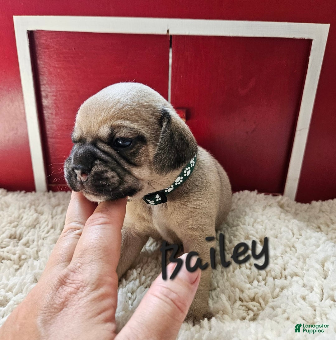 Puggle dogs for sale: Bailey - Image 2
