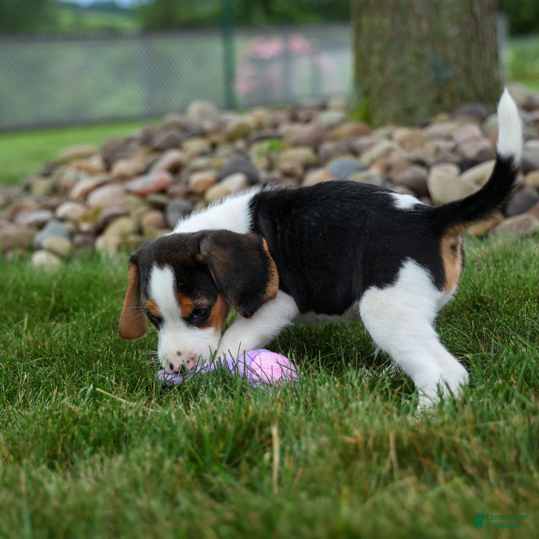 Beagle dogs for sale: Kobe - Image 8