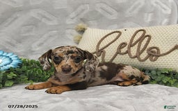 Miniature Dachshund dogs for sale: Kelsey - Image 1