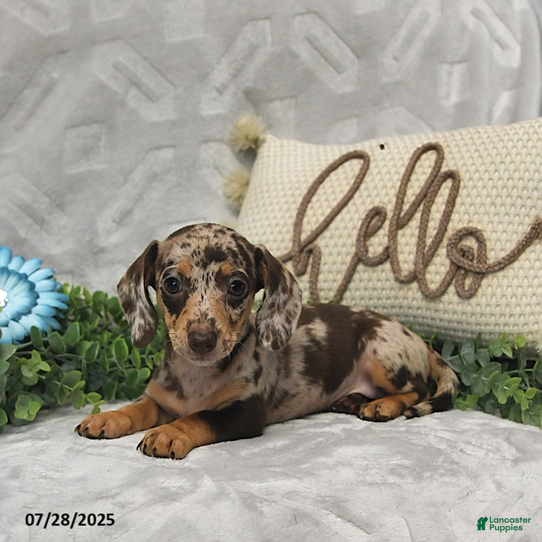 Miniature Dachshund dogs for sale: Kelsey - Image 1