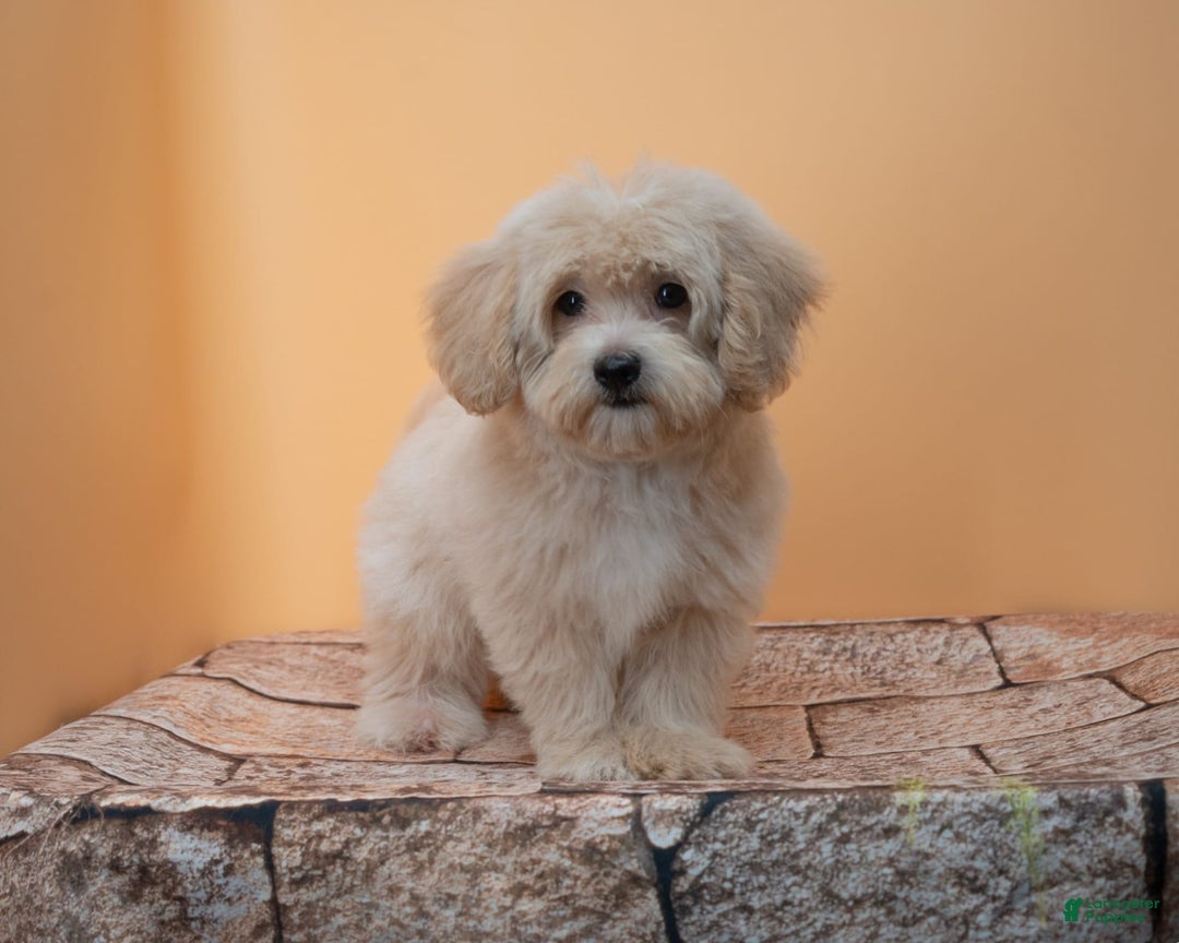 Maltipoo dogs for sale: Agustin - Image 10