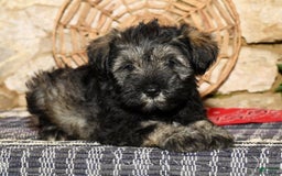 Miniature Schnauzer dogs for sale: Misty - Image 8