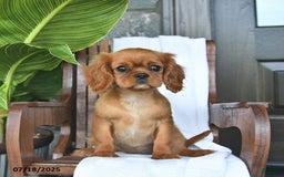 Cavalier King Charles Spaniel dogs for sale: Sweetie - Image 5