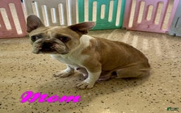 French Bulldog dogs for sale: Tina - Image 10