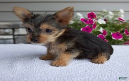 Yorkshire Terrier dogs for sale: Titus - Image 2