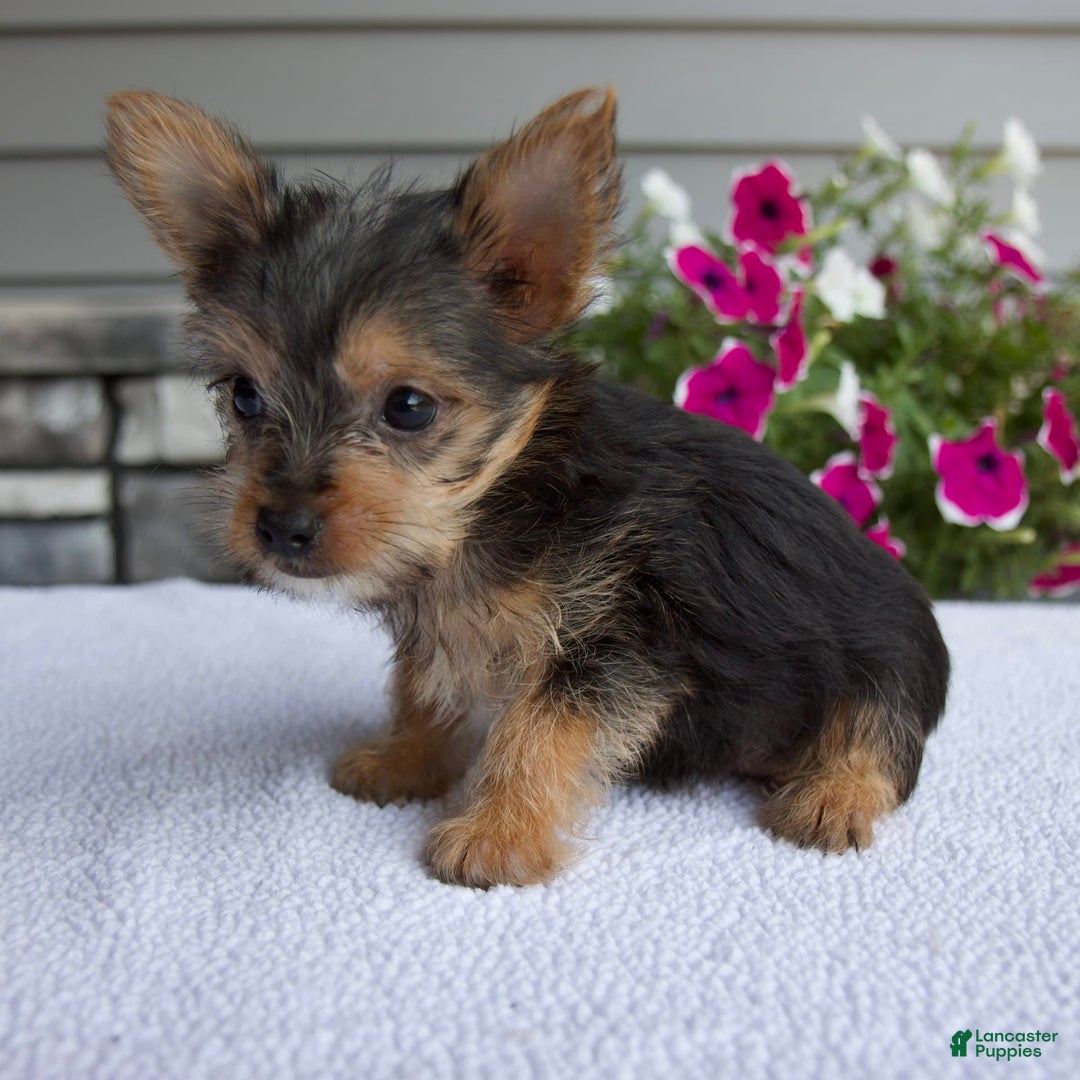 Yorkshire Terrier dogs for sale: Titus - Image 2