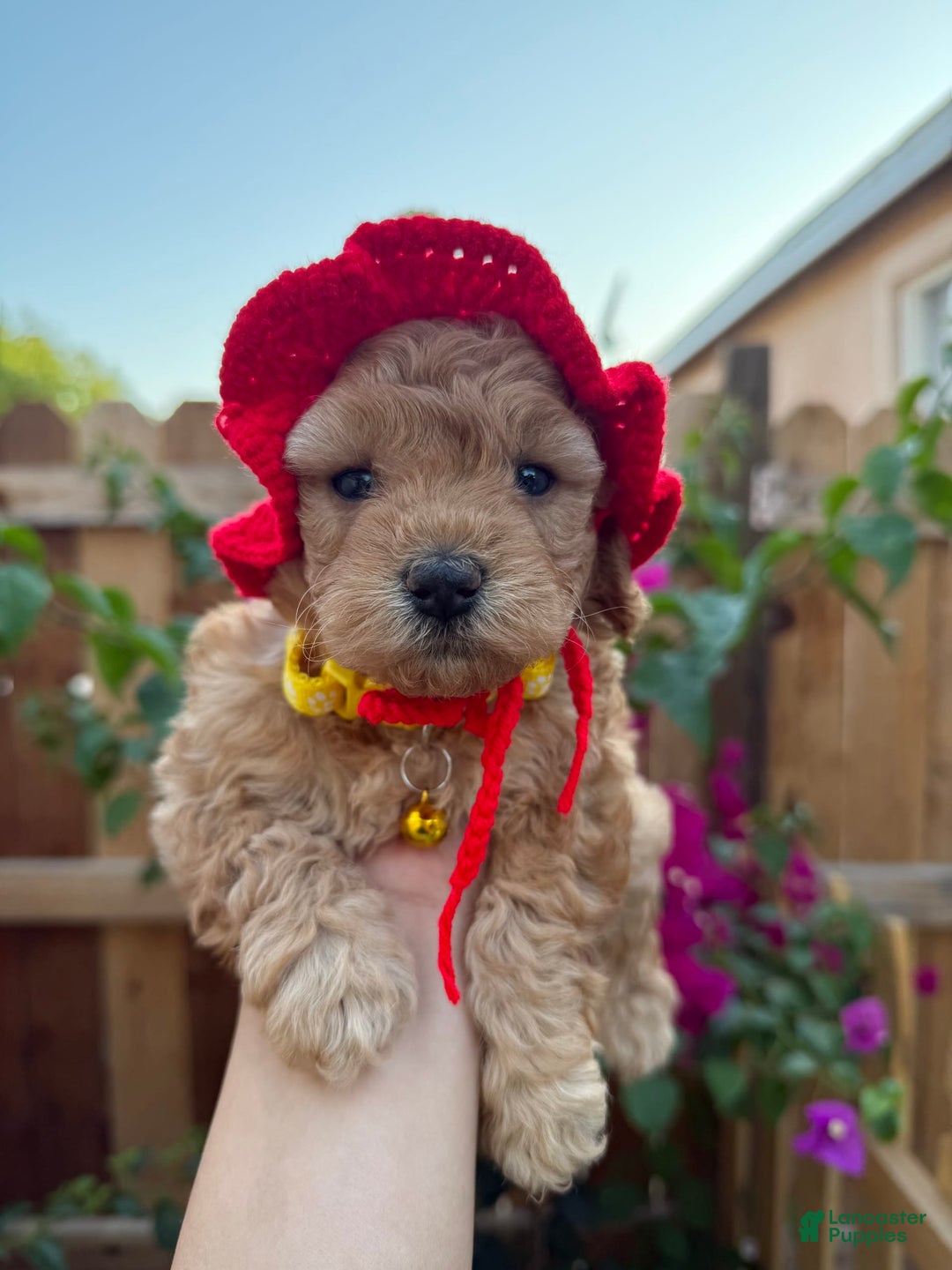 Toy Poodle dogs for sale: Honey - Image 4