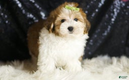Yorkiepoo dogs for sale: Archie - Image 3