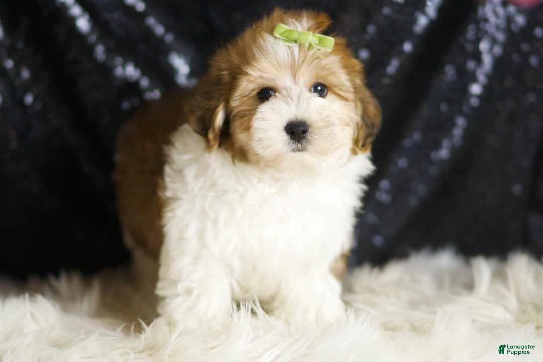 Yorkiepoo dogs for sale: Archie - Image 3