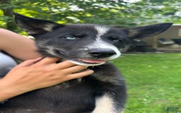 Gerberian Shepsky dogs for sale: Princess - Image 4