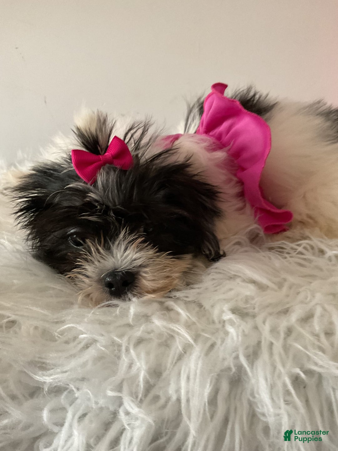 Shihpoo dogs for sale: Shihpoo - Image 5