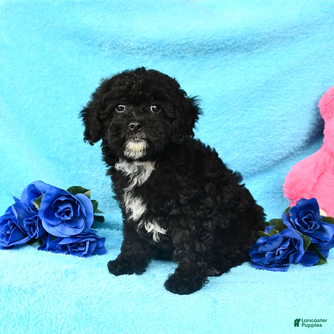Shihpoo dogs for sale: Tina - Image 3