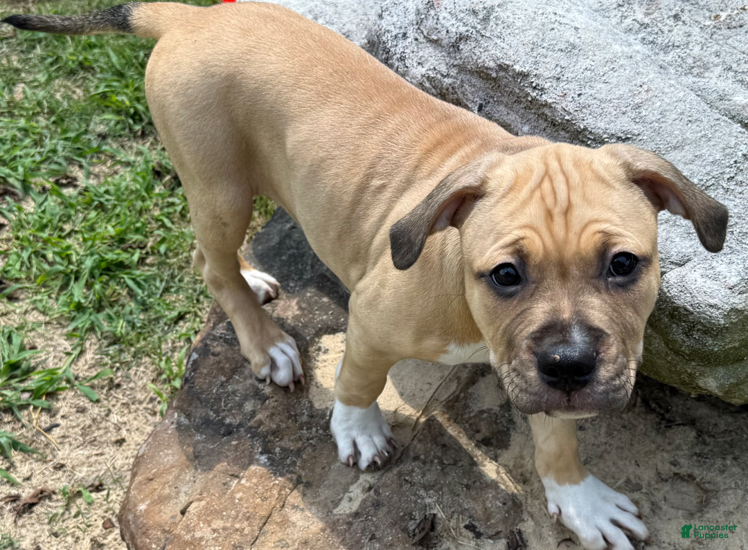 American Pit Bull Terrier dogs for sale: Pincess - Image 6