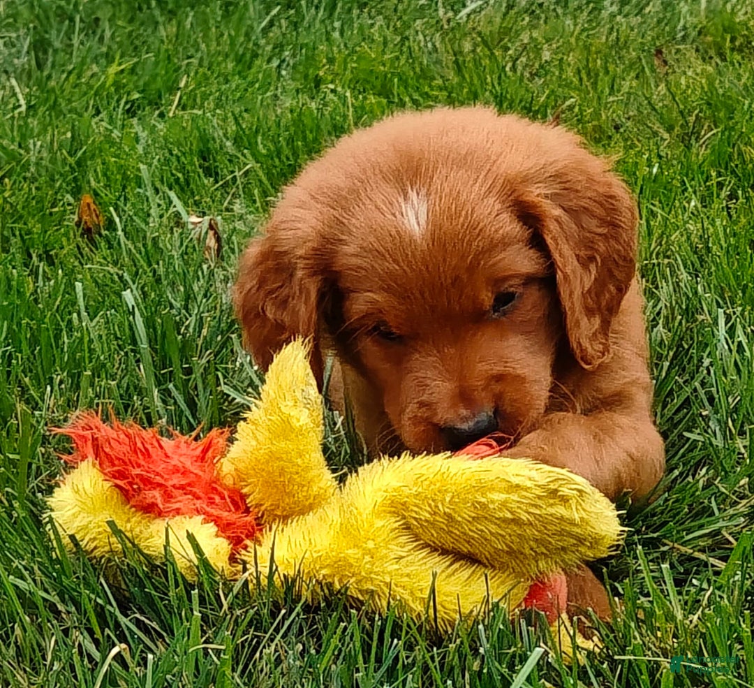Goldendoodle dogs for sale: Ranger - Image 6