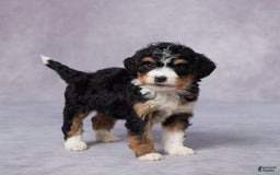 Mini Bernedoodle dogs for sale: Anna - Image 3