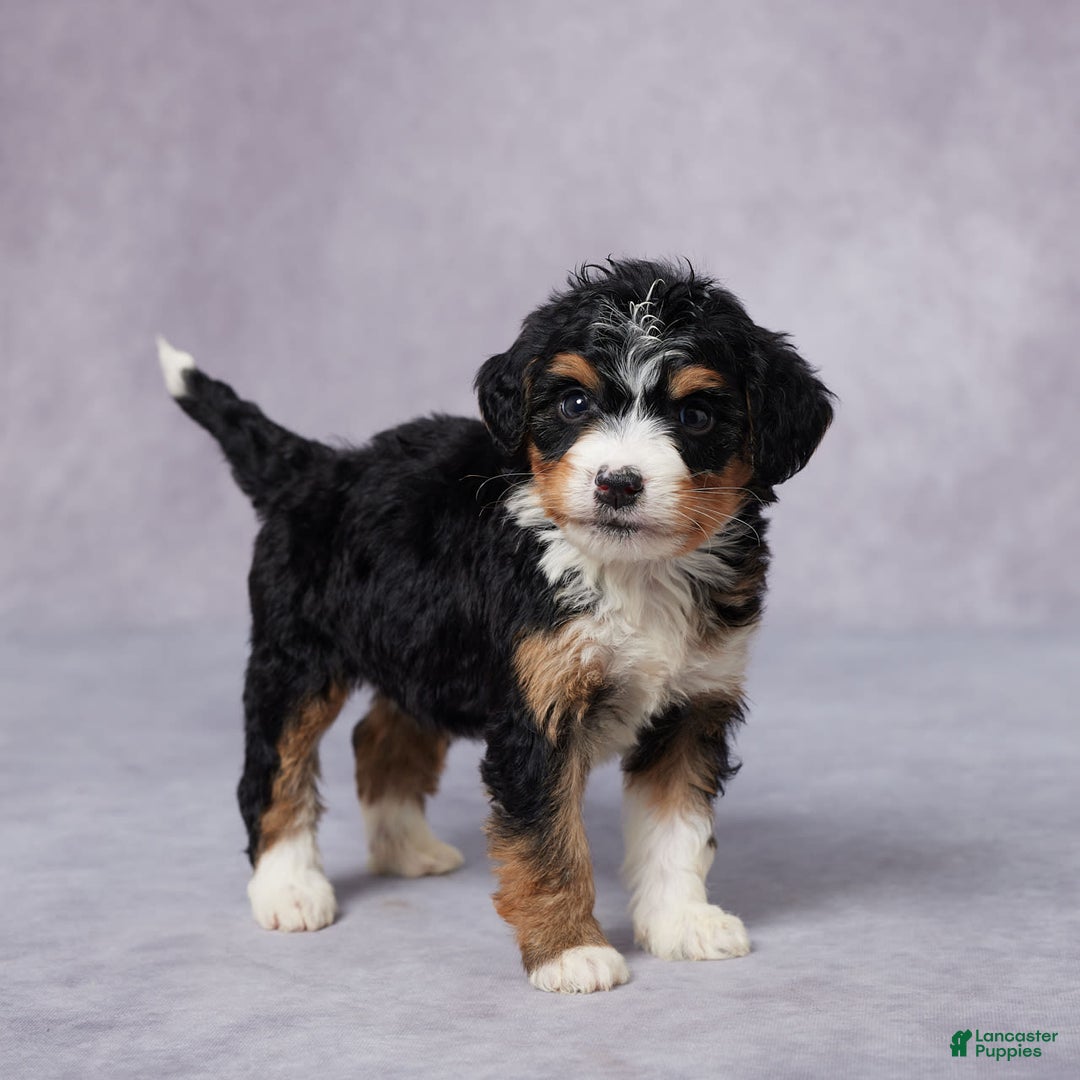 Mini Bernedoodle dogs for sale: Anna - Image 3