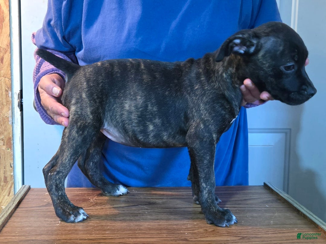 Staffordshire Bull Terrier dogs for sale: Hawks Ace - Image 1