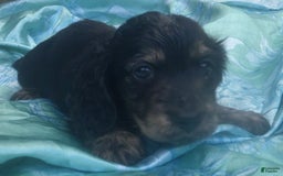 Dachshund dogs for sale: Benji - Image 1