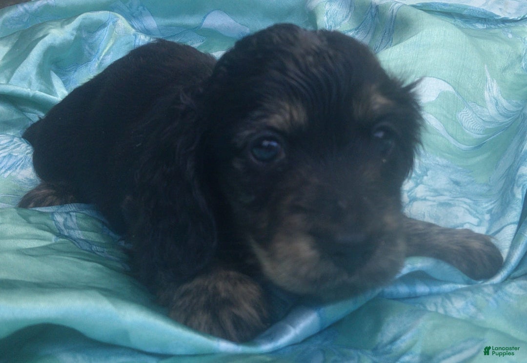 Dachshund dogs for sale: Benji - Image 1
