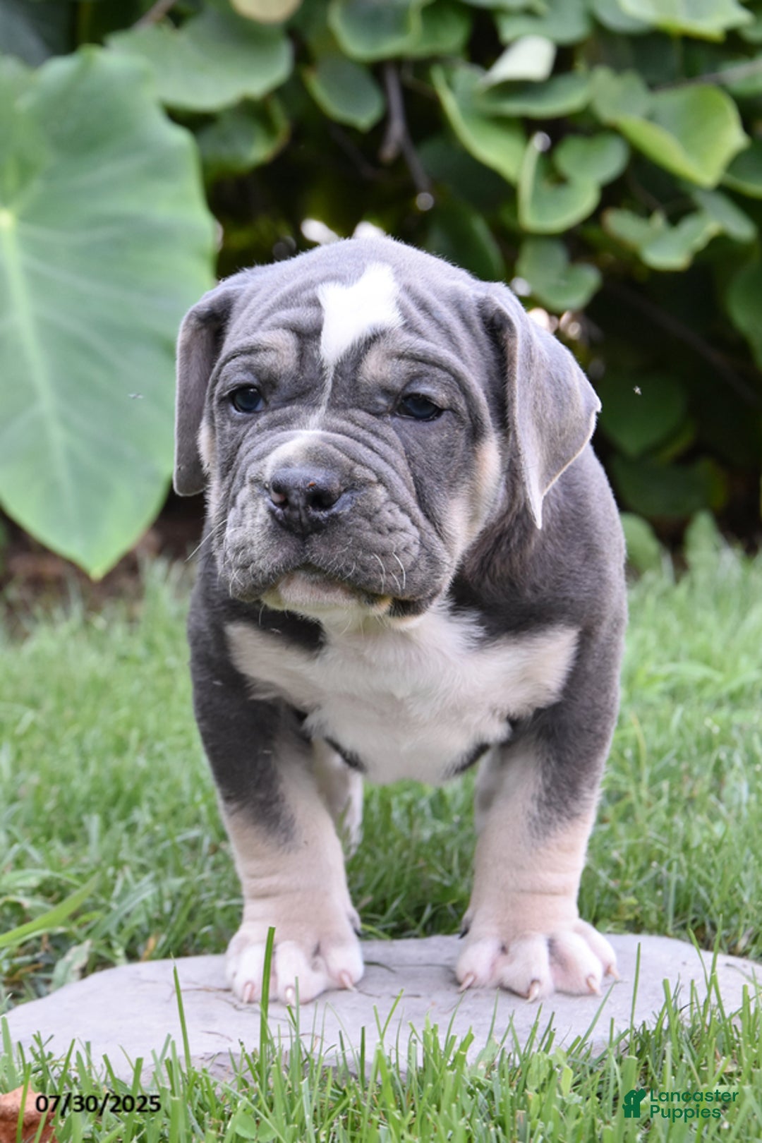 Olde English Bulldogge dogs for sale: Pete - Image 2