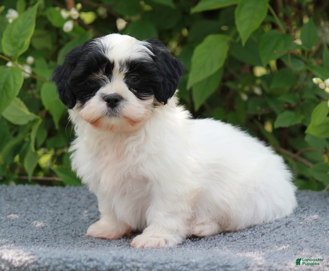 Shihpoo dogs for sale: Dallas - Image 4