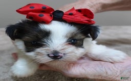 Yorkshire Terrier dogs for sale: Bambi - Image 18