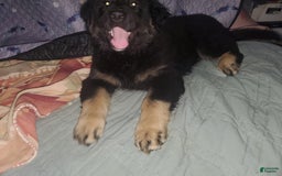 Tibetan Mastiff dogs for sale: Tortellini - Image 5