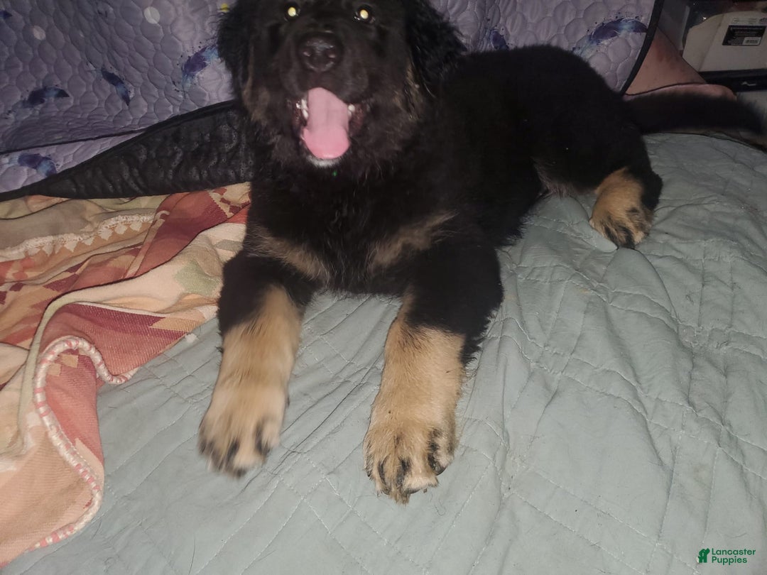 Tibetan Mastiff dogs for sale: Tortellini - Image 5
