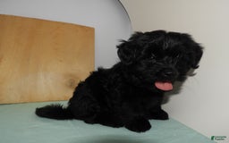Yorkshire Terrier dogs for sale: Zuri - Image 4