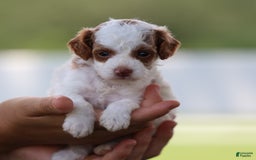 Toy Poodle dogs for sale: Muffler - Image 1