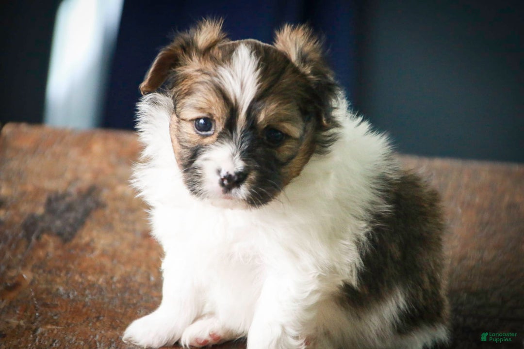 Papillon dogs for sale: Rome - Image 1