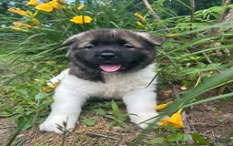 Akita dogs for sale: Akita 5 puppies - Image 3
