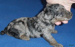 Yorkiepoo dogs for sale: Patches - Image 8