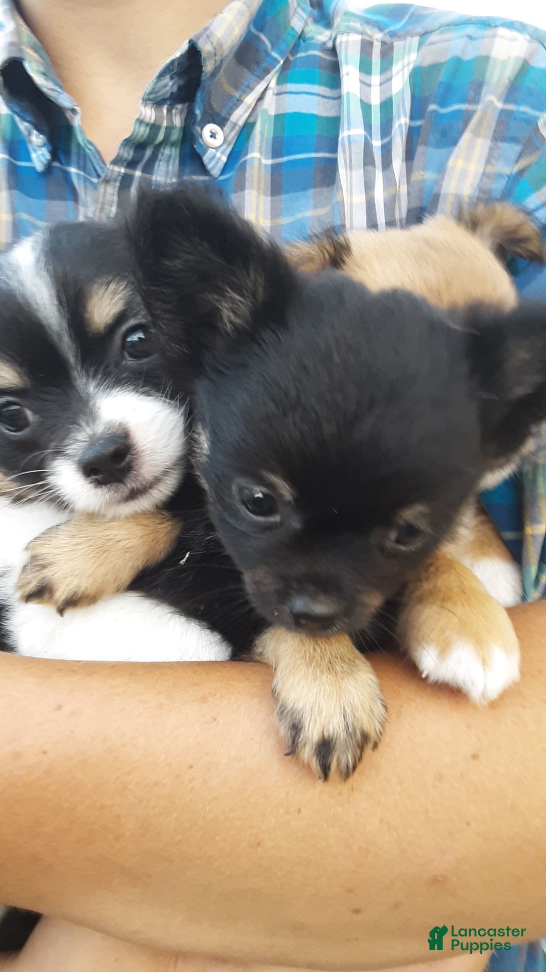 Chihuahua dogs for sale: Sir Maxwell - Image 4
