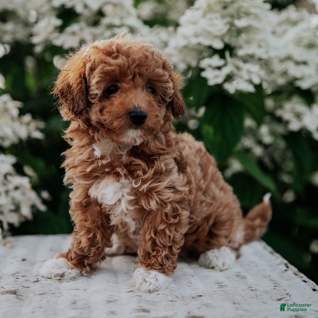 Miniature Poodle dogs for sale: Poppy - Image 12