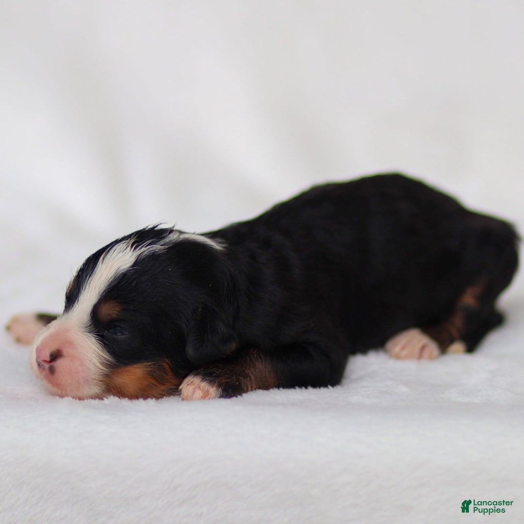 Mini Bernedoodle dogs for sale: Murphy - Image 4