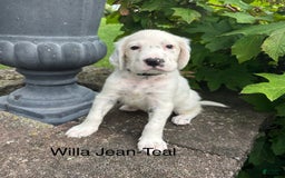 English Setter dogs for sale: Willa Jean - Image 1