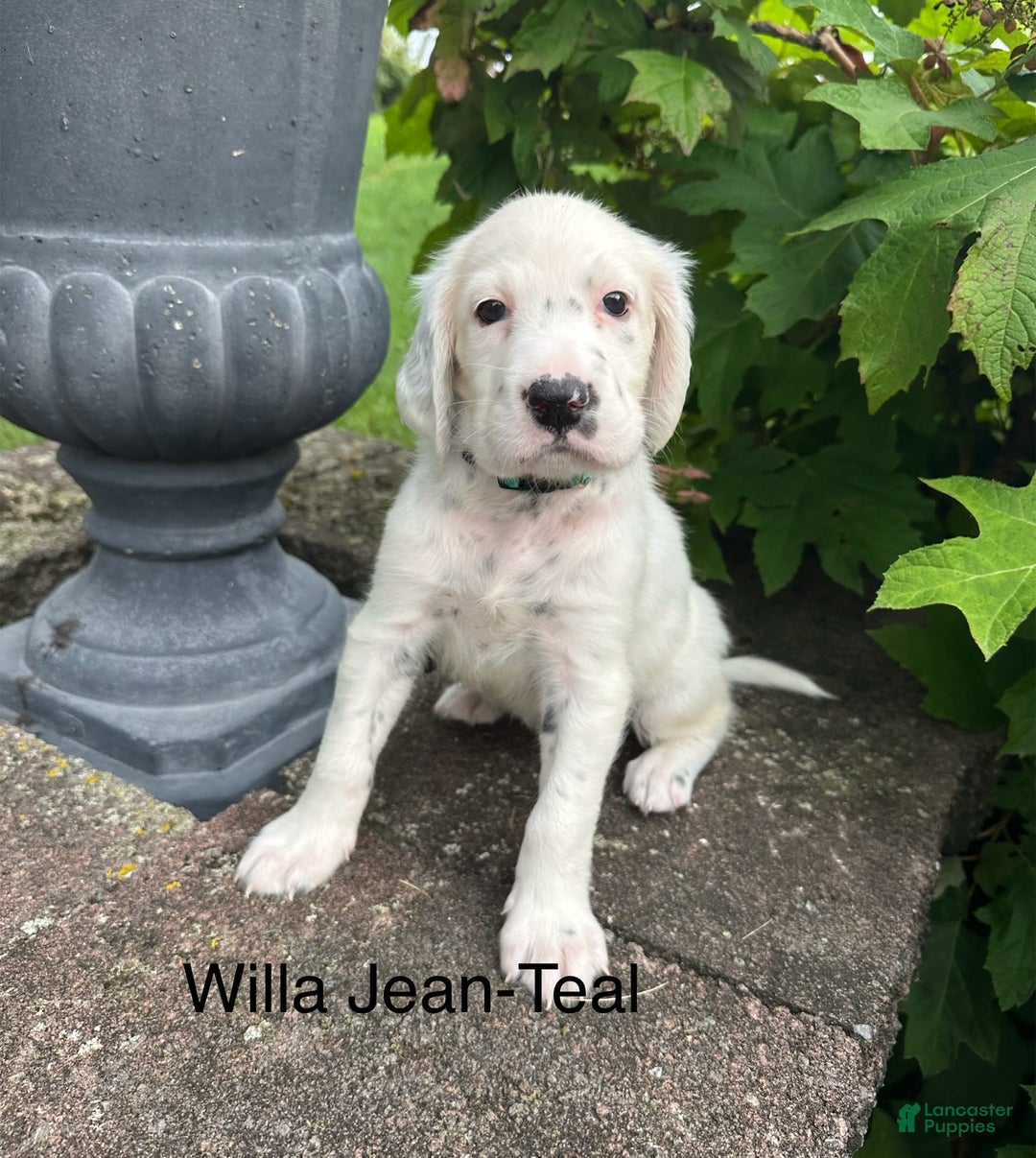 English Setter dogs for sale: Willa Jean - Image 1