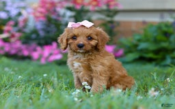 Cavapoo dogs for sale: Cavapoo 4 puppies - Image 18