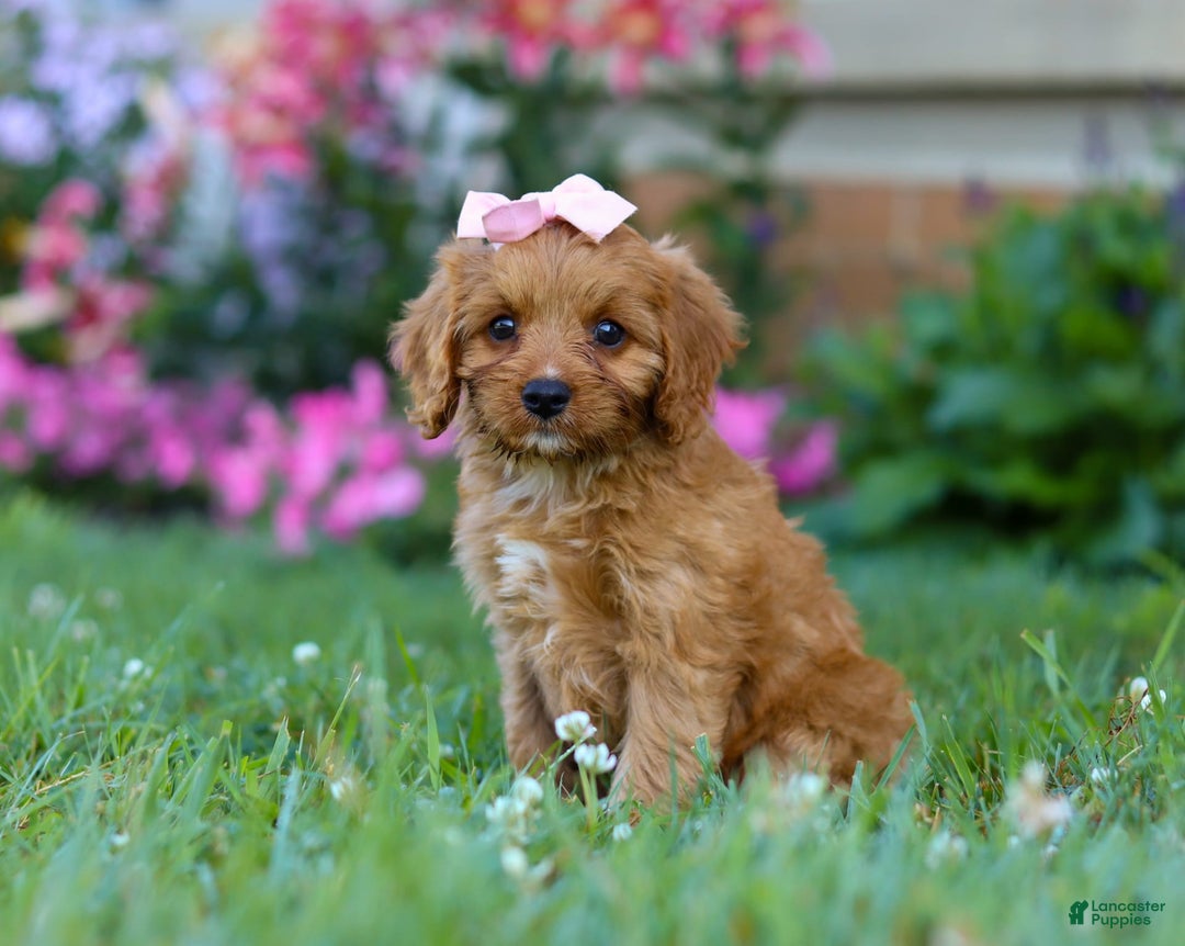 Cavapoo dogs for sale: Cavapoo 4 puppies - Image 18