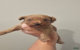 Yorkiepoo dogs for sale: Rita - Image 2