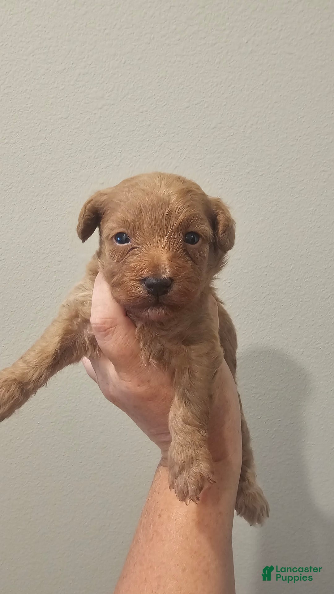 Yorkiepoo dogs for sale: Rita - Image 2